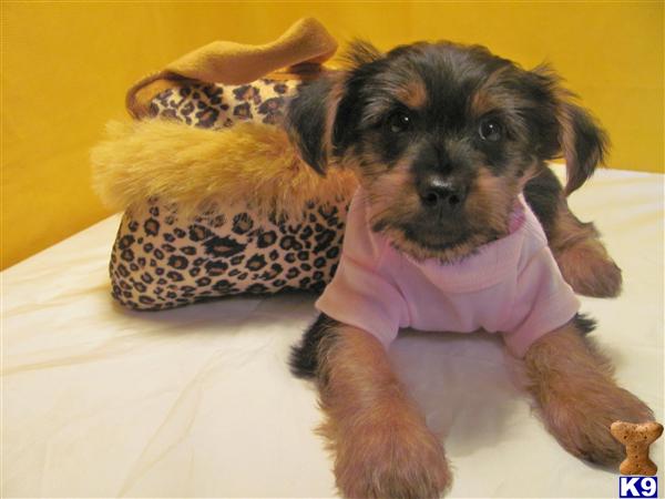 Yorkshire Terrier Puppies for Sale